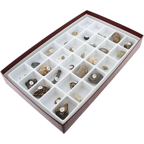 Advanced Fossil Collection