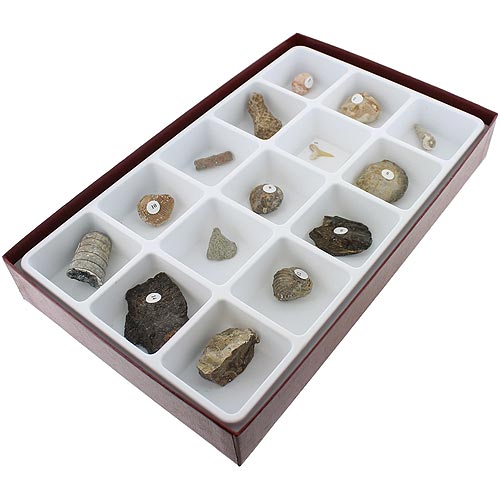 General Fossil Collection