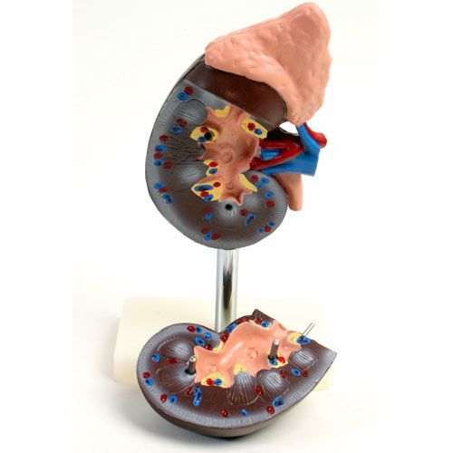 Human Kidney Anatomy Model